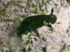 Dendrodoris nigra