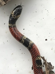 Micrurus sangilensis