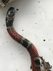 Micrurus sangilensis