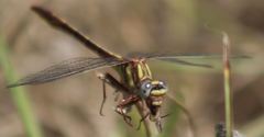Phanogomphus cavillaris