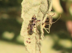 Clitemnestra