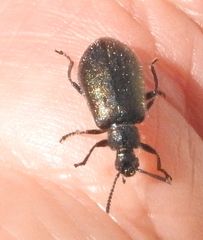 Lagriinae