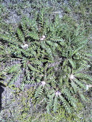 Platycarpha glomerata