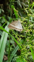 Euptychoides laccine