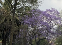 Jacaranda