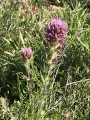 Castilleja exserta