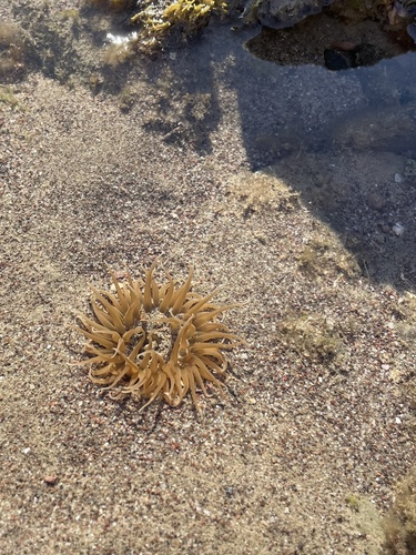 photo of Actiniid Sea Anemones (Actiniidae)