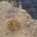photo of Actiniid Sea Anemones (Actiniidae)