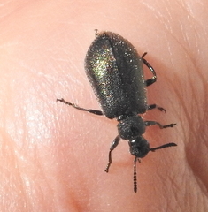 Lagriinae