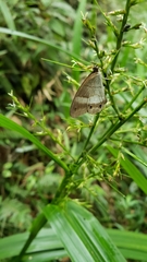 Euptychoides laccine
