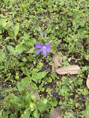 Triodanis perfoliata image