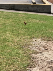 Cardinalis cardinalis