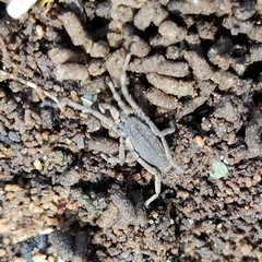 Trogulus tricarinatus