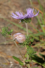 Stokesia laevis