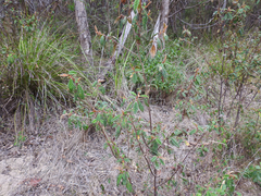 Pomaderris prunifolia