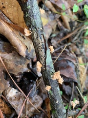 Xylaria flabelliformis