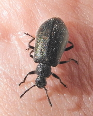 Lagriinae