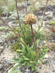 Aster alpinus vierhapperi