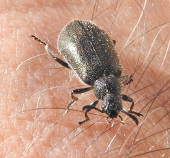 Lagriinae