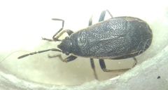 Pyrrhocoris marginatus