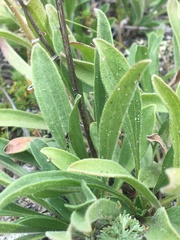 Aster alpinus vierhapperi