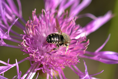 Anthidium punctatum
