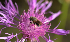 Anthidium punctatum