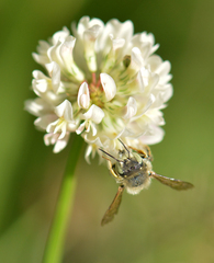 Anthidium punctatum