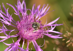 Anthidium punctatum