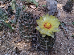 Hamatocactus