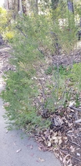 Baccharis pilularis