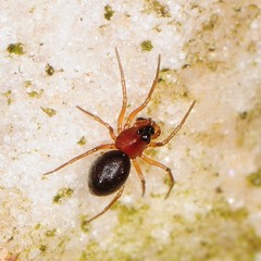 Ceraticelus atriceps