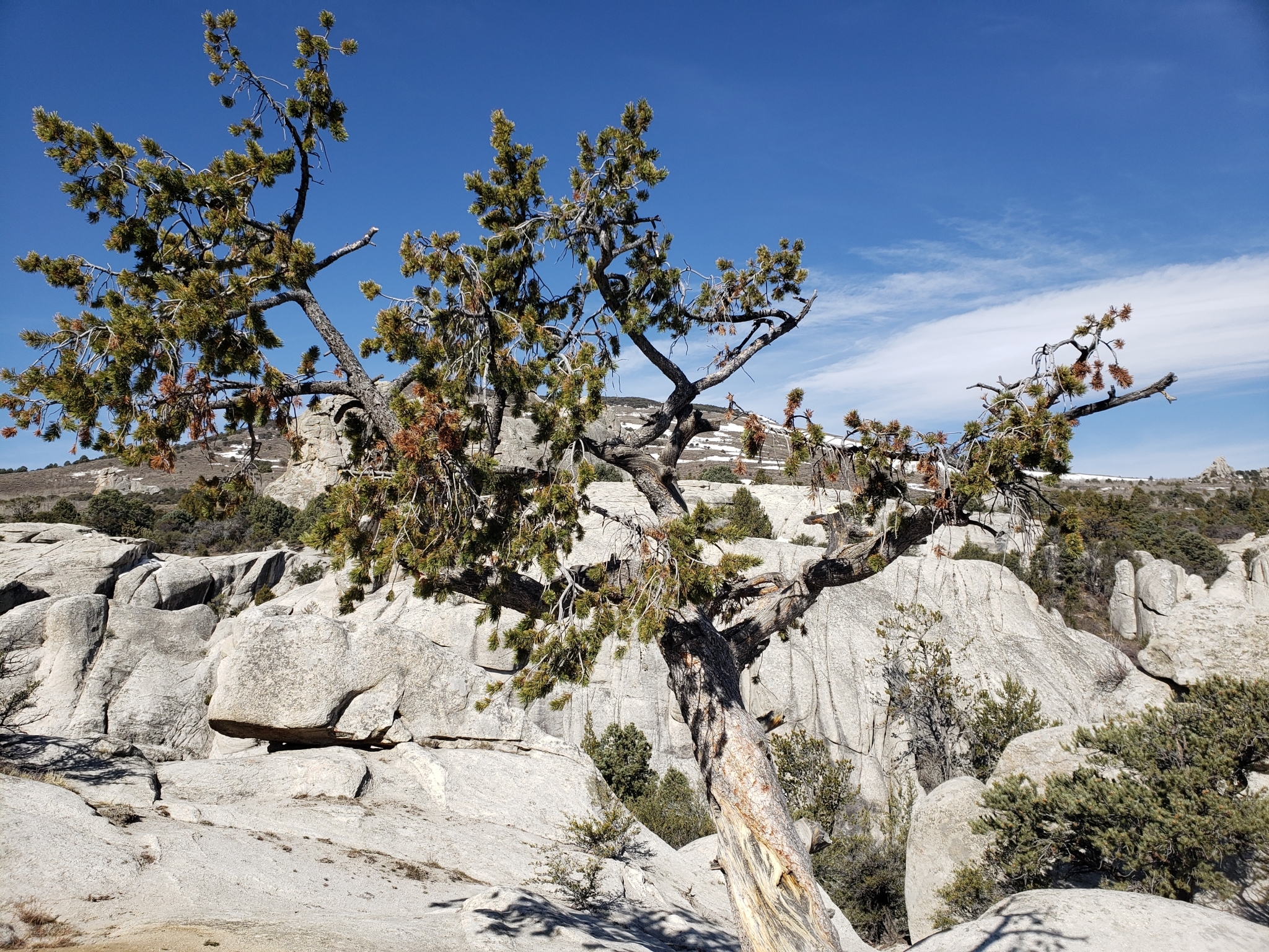 Pinus flexilis