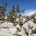 Pinus flexilis - Photo (c) cozybones,  זכויות יוצרים חלקיות (CC BY-NC)