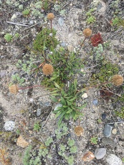 Aster alpinus vierhapperi
