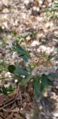 Baccharis salicifolia