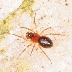 Ceraticelus atriceps