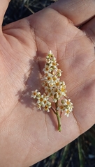 Pseudosmodingium andrieuxii