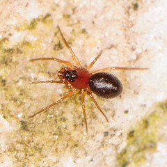 Ceraticelus atriceps