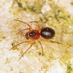 Ceraticelus atriceps