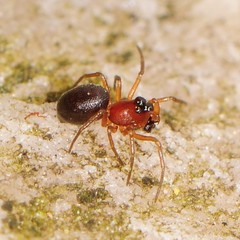 Ceraticelus atriceps
