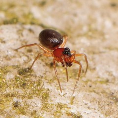 Ceraticelus atriceps
