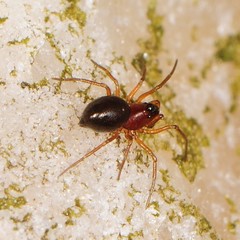 Ceraticelus atriceps