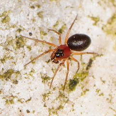 Ceraticelus atriceps