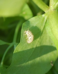 Psyllobora vigintimaculata