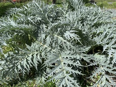 Cynara cardunculus