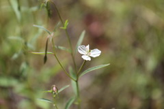 Clarkia epilobioides
