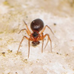 Ceraticelus atriceps