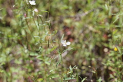 Clarkia epilobioides