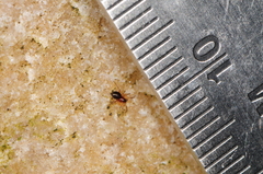 Ceraticelus atriceps